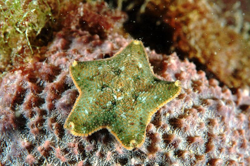 Asterina gibbosa e Asterina panceri